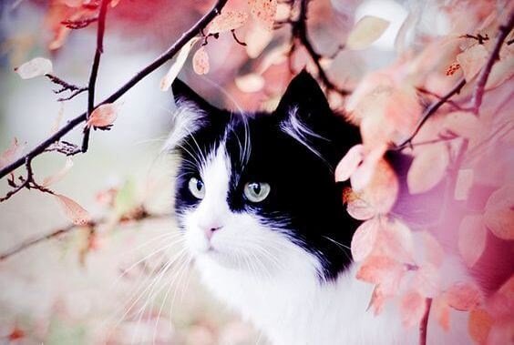 La storia di Gatto Tigrato e Miss Rondinella