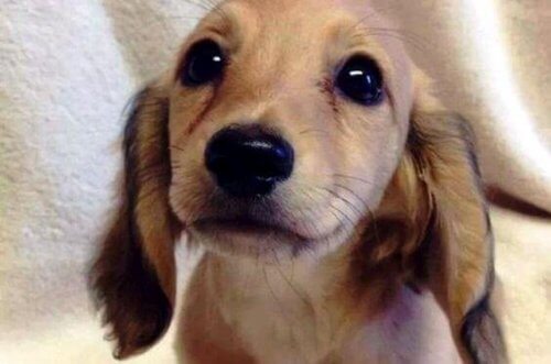 Gli occhi degli animali parlano un linguaggio unico