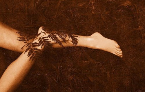 La felce e il bambù: la favola della speranza