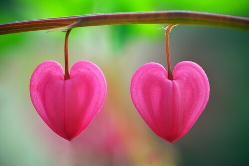 "Fiori nel deserto", un racconto su come riconoscere l'amore