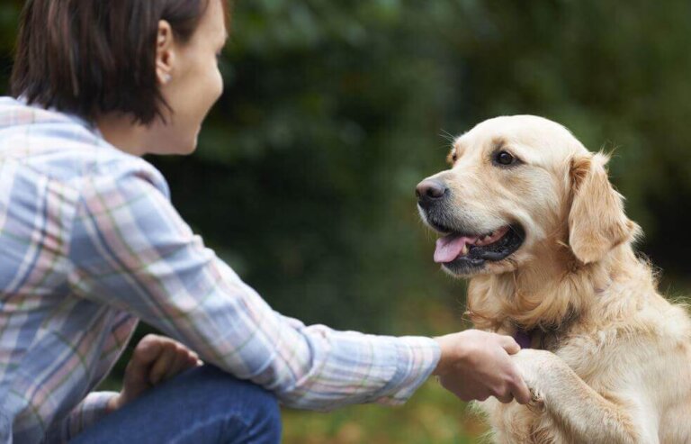 Come fanno i cani a riconoscere il nostro volto?