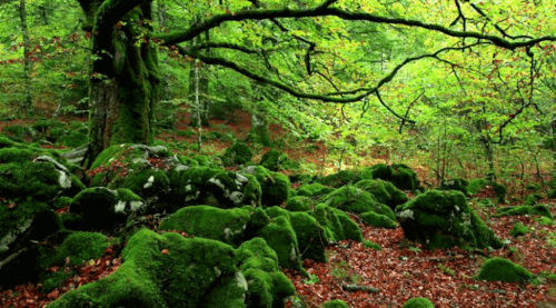Bagno di foresta: antidoto contro lo stress