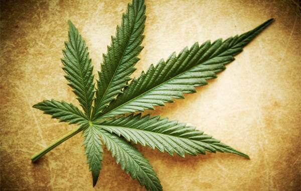 Miti e verità sulla marijuana