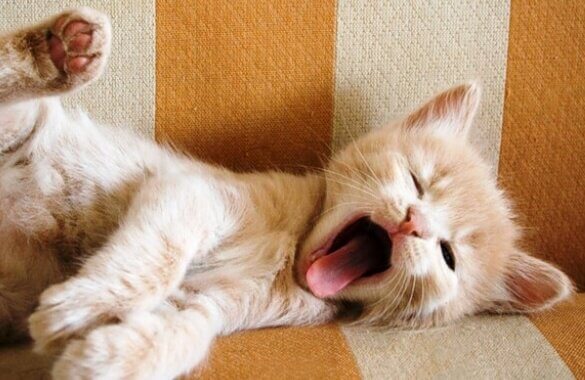 Quali sono i sorprendenti significati dello sbadiglio?