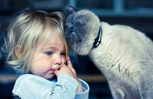 Gattoterapia: benefici di vivere con un gatto