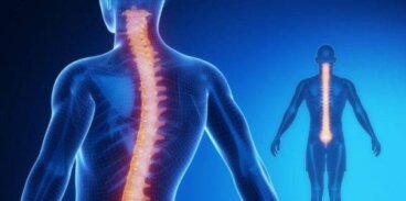 Midollo spinale: anatomia e fisiologia
