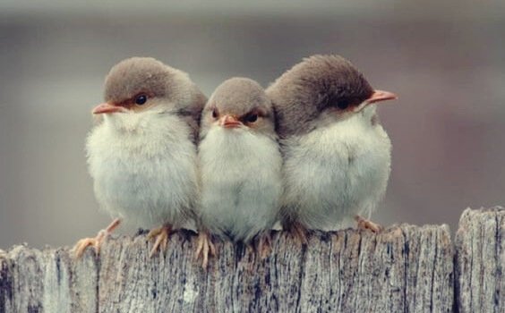 Tipi di amicizia secondo Aristotele