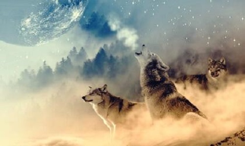 La medicina del lupo secondo gli indiani d’America