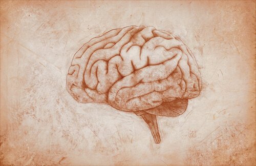 Corteccia motoria: caratteristiche e funzioni