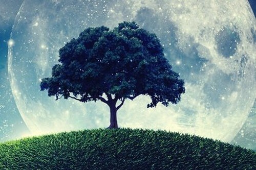 L'albero che non sapeva chi era davvero