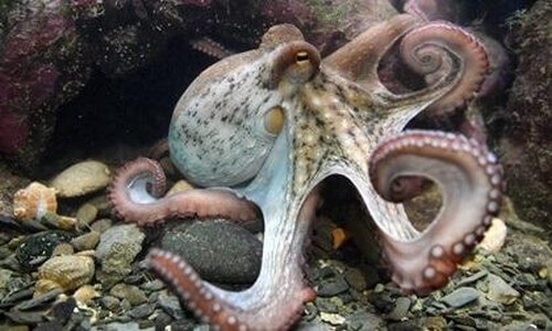 L'intelligenza dei polpi: un mistero affascinante