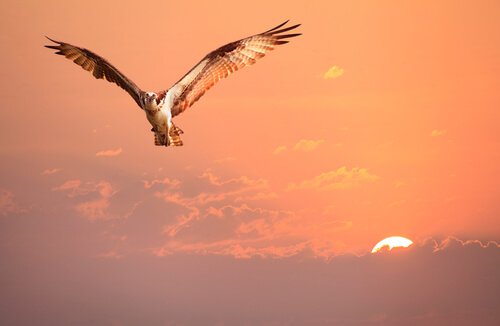 Storia sull'identità: l'aquila che si credeva gallina