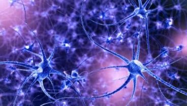 Plasticità neuronale: caratteristiche e tipi
