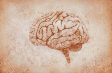 Corteccia premotoria: caratteristiche e funzioni