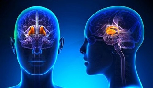 Epitalamo: caratteristiche e funzioni