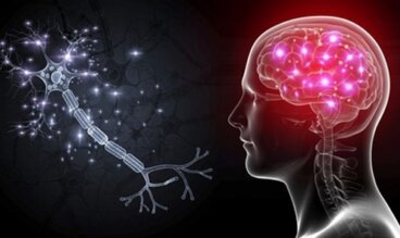 Cellule OLM: i neuroni che combattono l'ansia