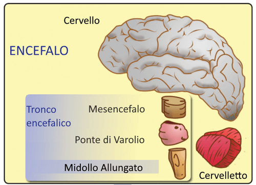 Il mesencefalo: caratteristiche e funzioni