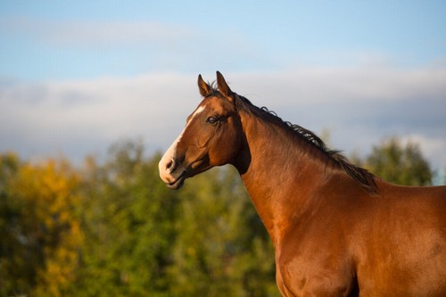 Clever Hans, il cavallo che sapeva contare
