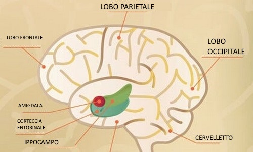 Corteccia entorinale e consolidamento della memoria
