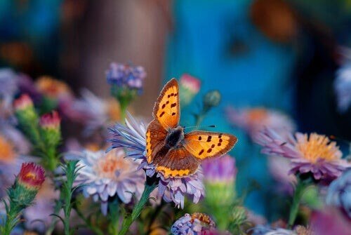 Il fiore più bello del giardino, storia giapponese