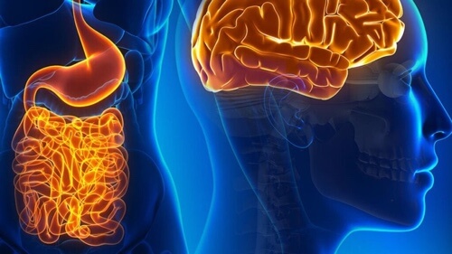 Neuroni intestinali: funzioni e interazioni con il cervello