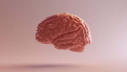 Il circuito di Papez: cos'è?