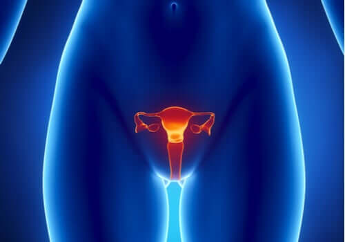 Gli estrogeni: caratteristiche e funzioni