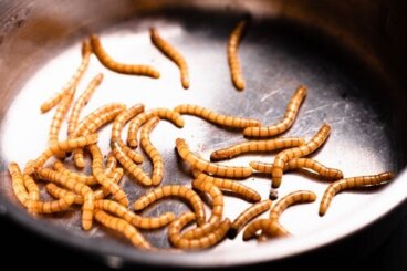 Vermifobia: la paura dei vermi