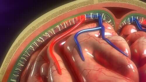 Le meningi: caratteristiche e funzioni