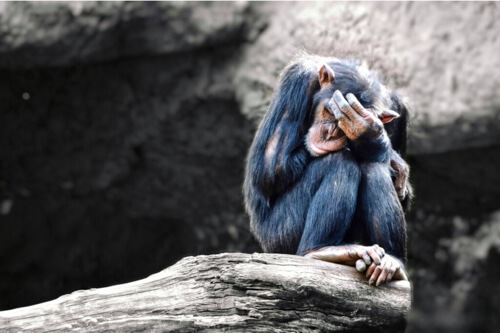 Gli animali possono soffrire di depressione?