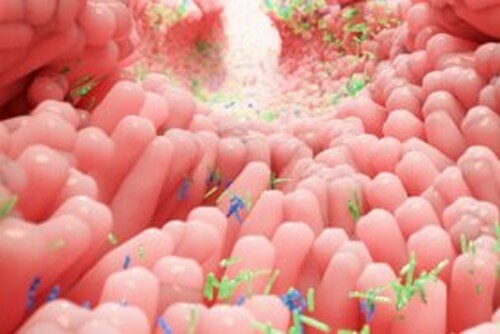 Microbiota, stress e ansia: quale relazione?