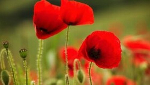 Sindrome del papavero alto al lavoro