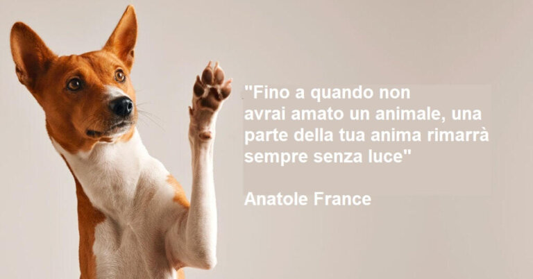 Amore per gli animali