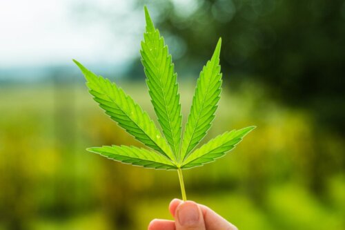 Fumare marijuana: un curioso mito da sfatare