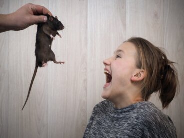 Sognare i topi: che significa?